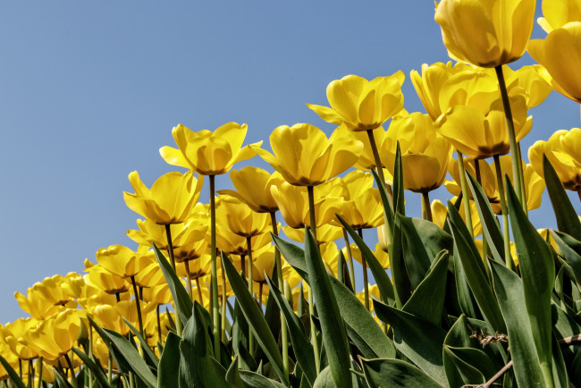 Обои картинки фото цветы, тюльпаны, бутоны, плантация, много