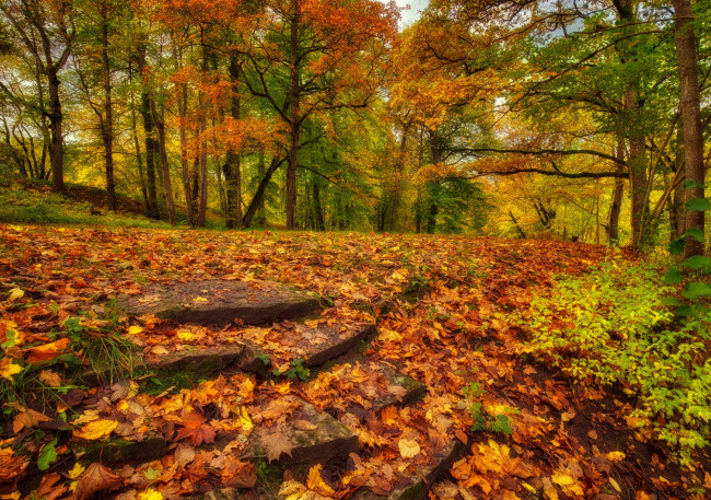 Обои картинки фото природа, лес, простор