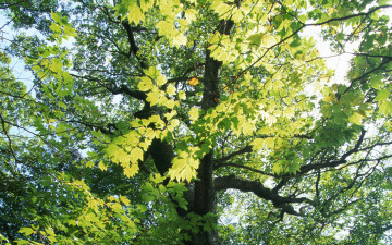 Картинка природа деревья дерево клен