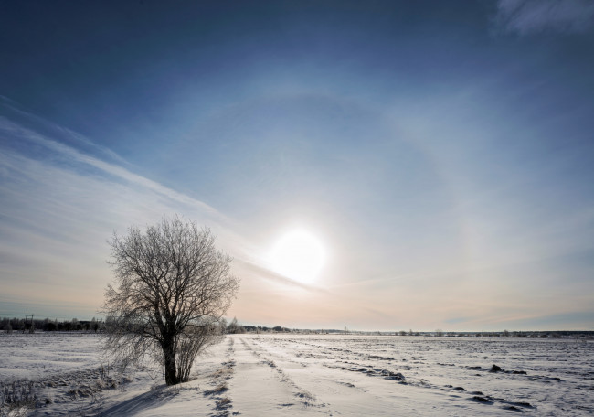 Обои картинки фото природа, зима, небо, закат, поле, дерево, снег