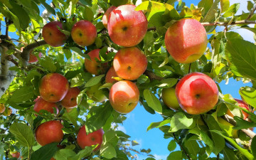 Картинка природа плоды яблоки