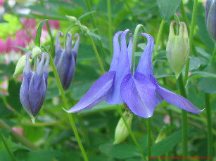 Картинка цветы аквилегия водосбор