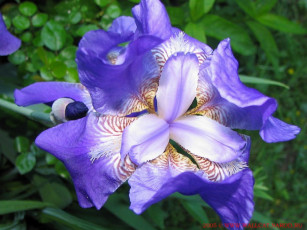 Картинка цветы ирисы