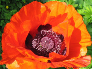 обоя цветы, маки