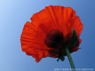 Картинка цветы маки