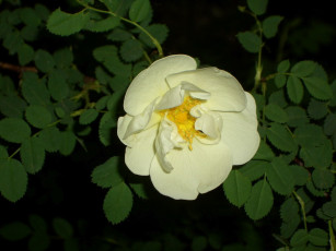 Картинка цветы шиповник