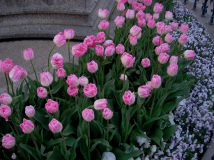 Картинка тюльпаны цветы