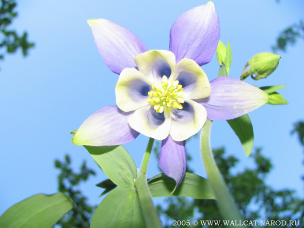 Обои картинки фото цветы, аквилегия, водосбор