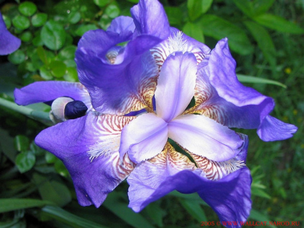 Обои картинки фото цветы, ирисы