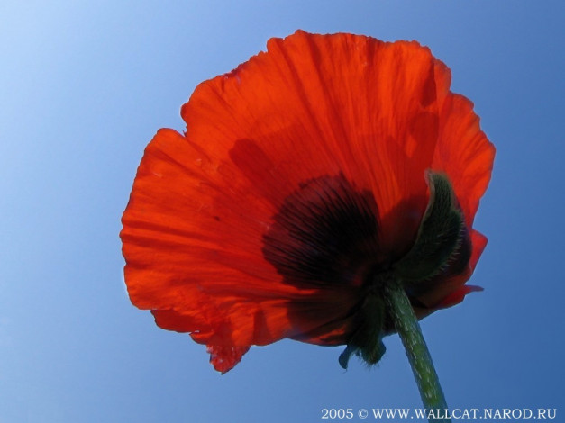 Обои картинки фото цветы, маки