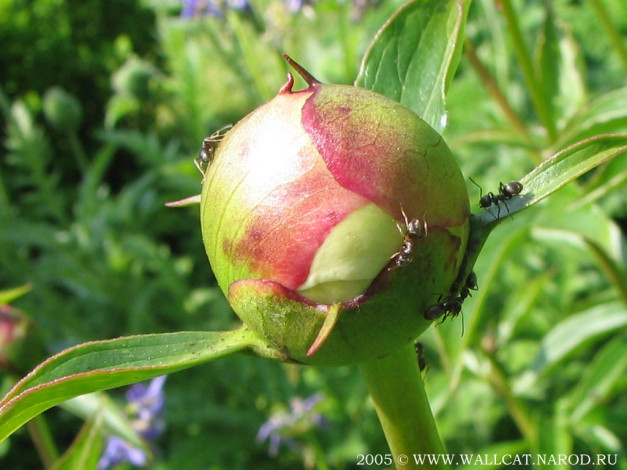 Обои картинки фото цветы, пионы