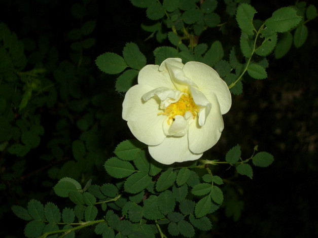 Обои картинки фото цветы, шиповник