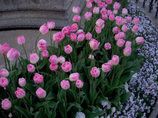 Обои картинки фото тюльпаны, цветы