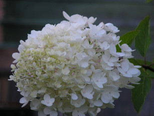 Картинка цветы гортензия
