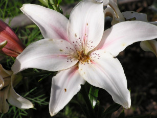 Картинка цветы лилии лилейники