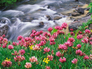 Картинка цветы луговые полевые