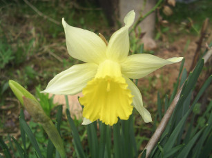 Картинка цветы нарциссы