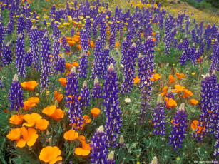 Картинка цветы разные вместе