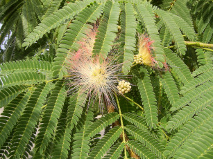 Картинка природа листья