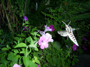 Картинка животные бабочки