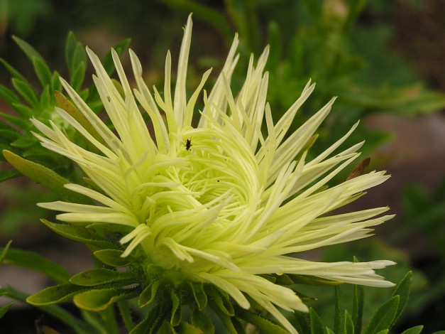 Обои картинки фото цветы, астры