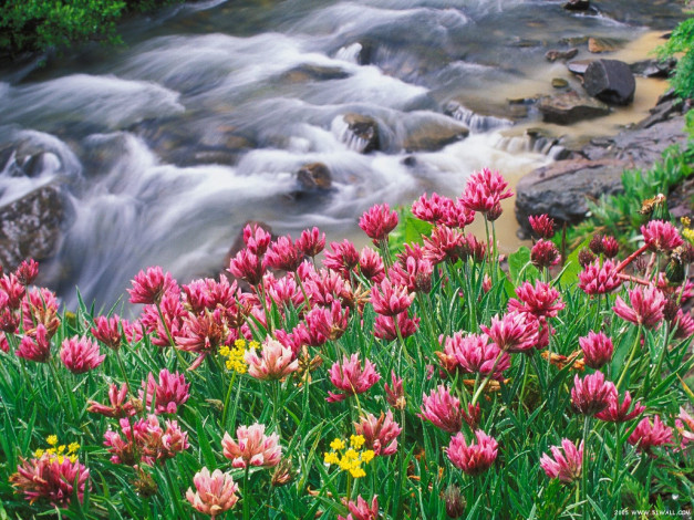 Обои картинки фото цветы, луговые, полевые