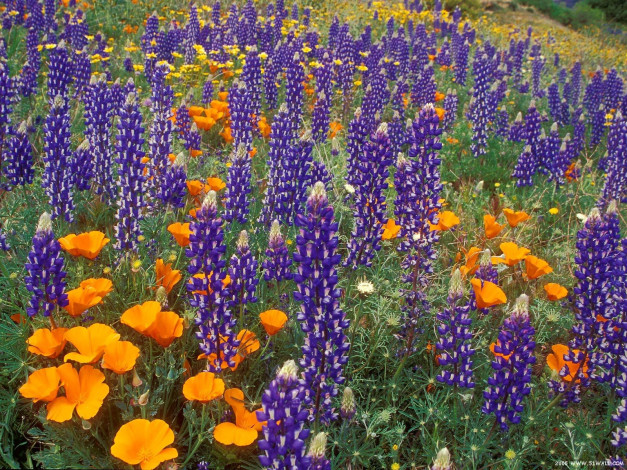 Обои картинки фото цветы, разные, вместе