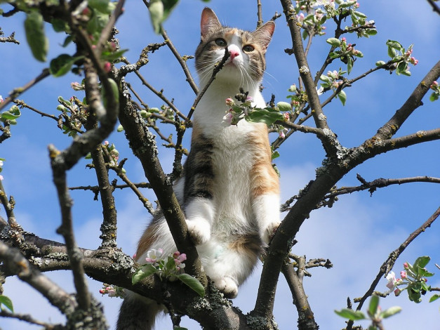 Обои картинки фото животные, коты