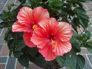 Картинка цветы гибискусы