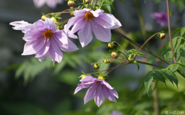 Картинка цветы георгины