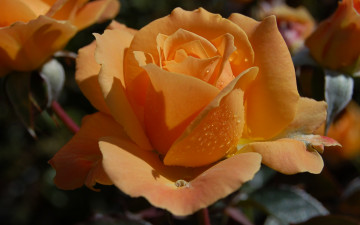 Картинка цветы розы