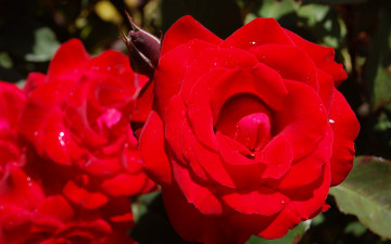 Картинка цветы розы