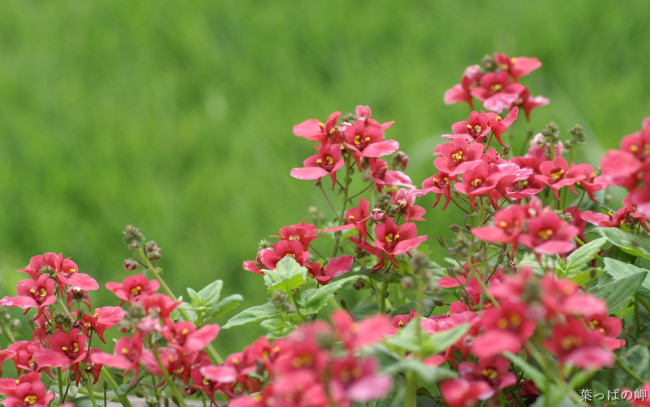 Обои картинки фото цветы