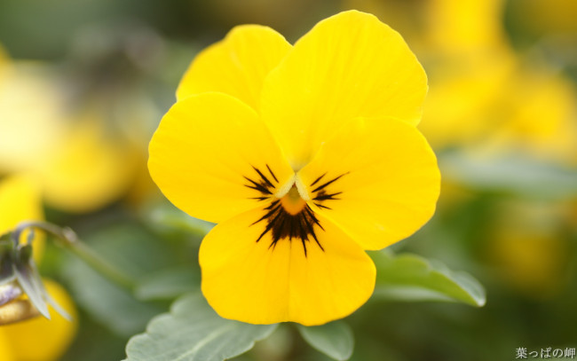 Обои картинки фото цветы, анютины, глазки, садовые, фиалки