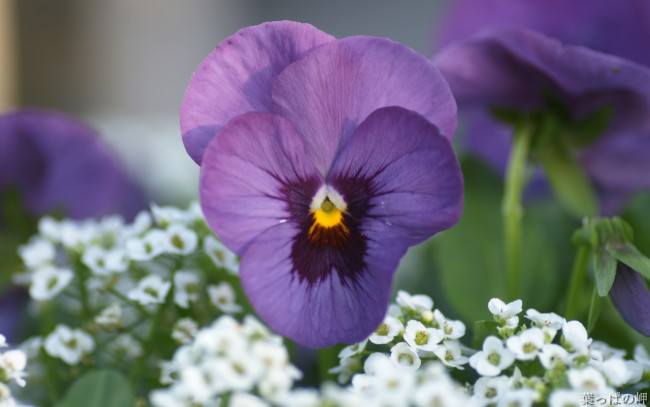 Обои картинки фото цветы, анютины, глазки, садовые, фиалки