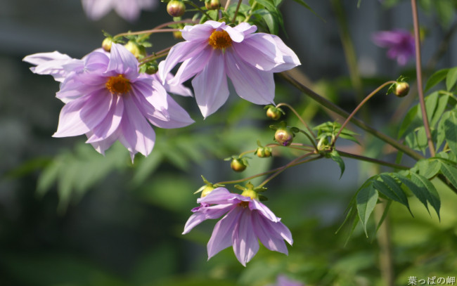 Обои картинки фото цветы, георгины