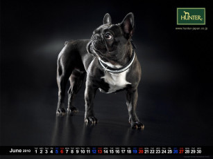 Картинка бренды hunter