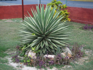 обоя цветы, кактусы