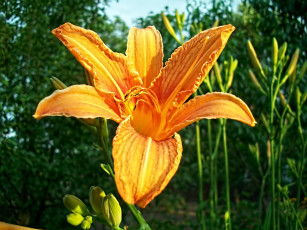 Картинка цветы лилии лилейники