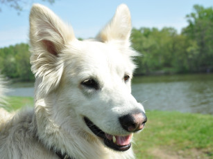 Картинка животные собаки