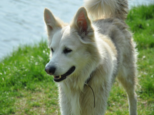 Картинка животные собаки