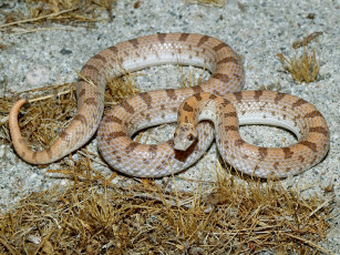 Картинка животные змеи питоны кобры