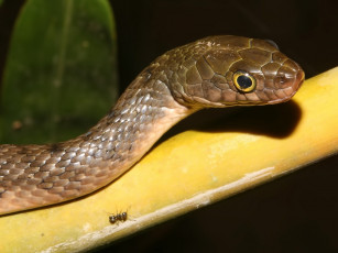 Картинка животные змеи питоны кобры