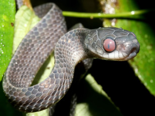 Картинка животные змеи питоны кобры