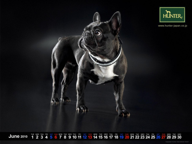 Обои картинки фото бренды, hunter