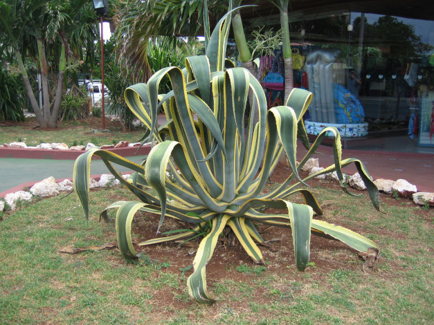 Обои картинки фото цветы, кактусы