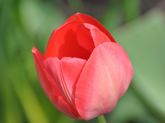 Обои картинки фото цветы, тюльпаны