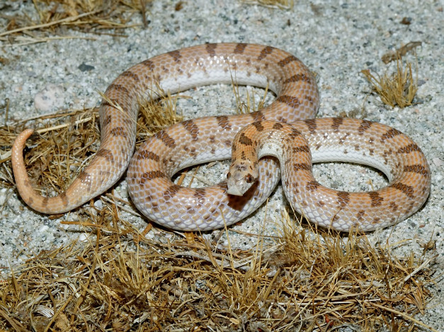 Обои картинки фото животные, змеи, питоны, кобры