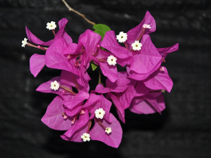 Картинка бугенвиллея цветы экзотика розовый