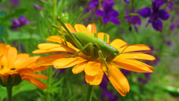 Картинка животные кузнечики саранча